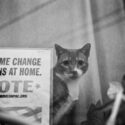 Black and white photo of a cat standing by an election sign (Creative Commons Image, courtesy of RawPixel.com)